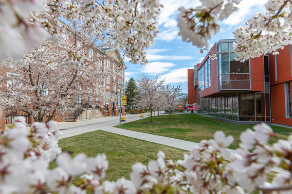 Campus landscape with a walkway and cherry blossoms 