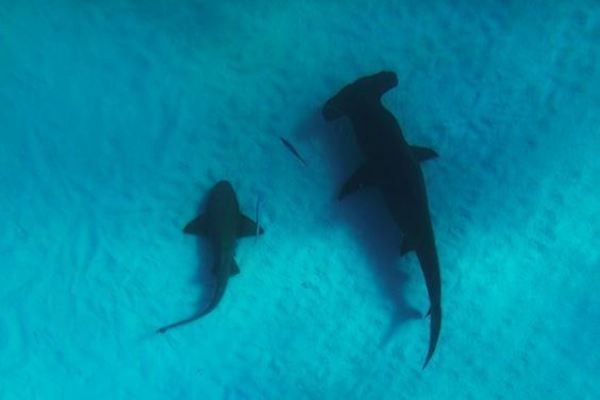 Representation of the achievement named '18 CCU students study shark biology in Bimini, Bahamas'.