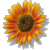 Tmp2fstudent2fphotos2f13425262fsunflower
