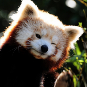 Kunle Lawal’s headshot.