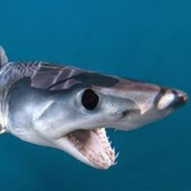 Courtney Anderson’s headshot.