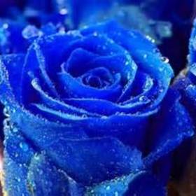 Marlena Carter’s headshot.