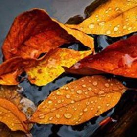 Rasha Akhdar’s headshot.