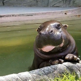 Duyen Le’s headshot.