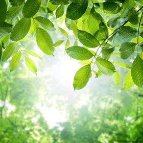 Aaleyyah Ibrahim’s headshot.
