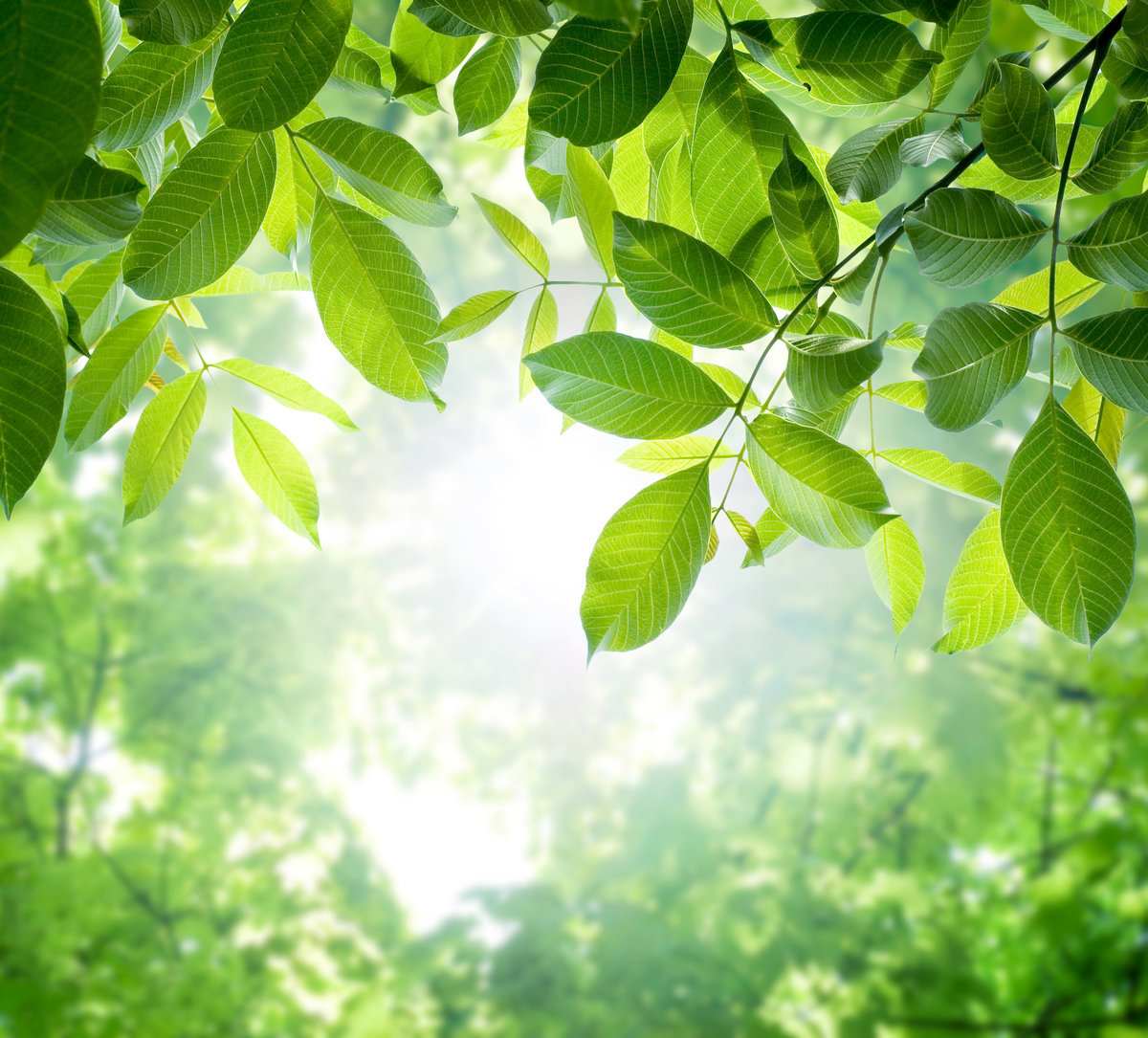 Placeholder headshot for Aaleyyah Ibrahim.