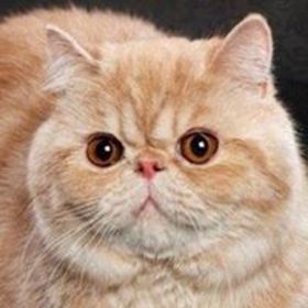 Ilya Ivanov’s headshot.