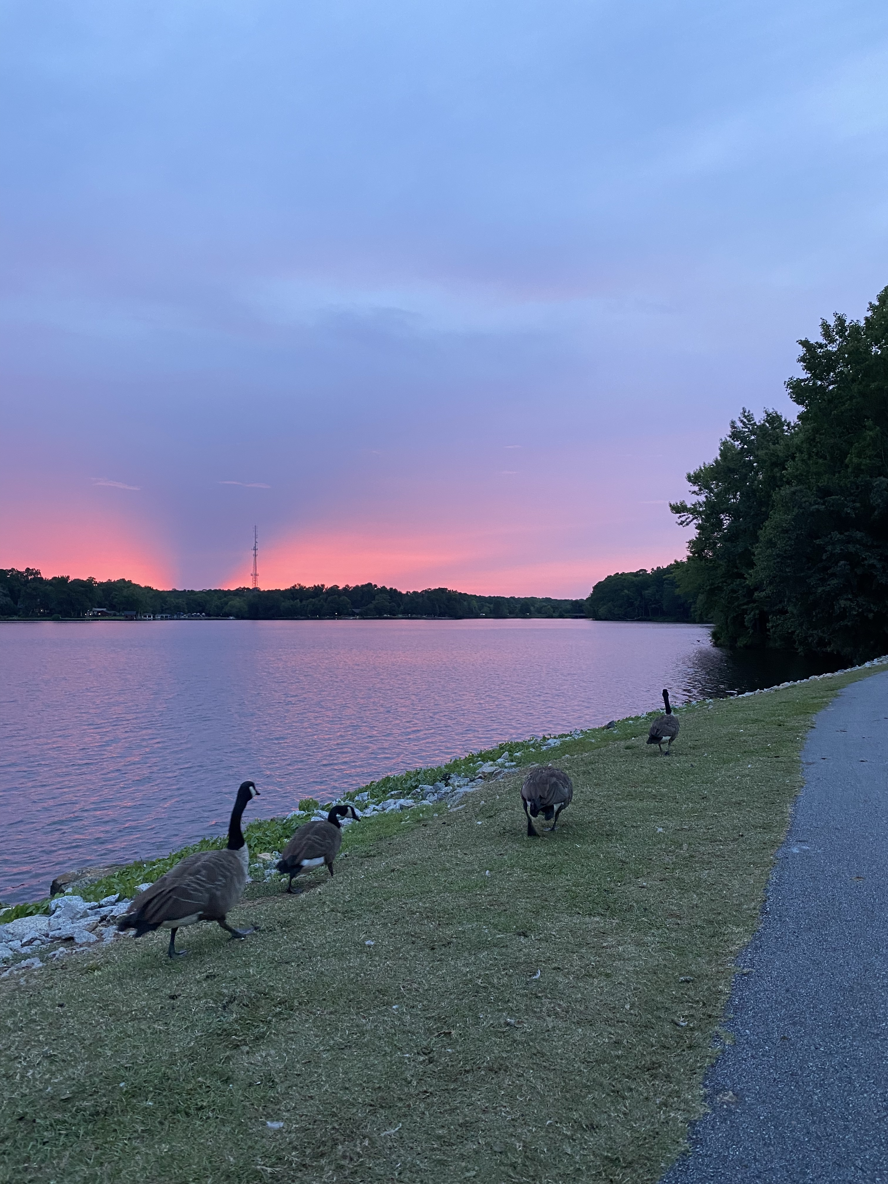 Placeholder headshot for Arezoo Wakili.