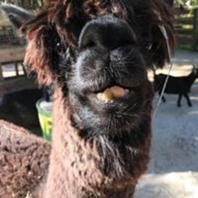 Lisa Mcguire’s headshot.