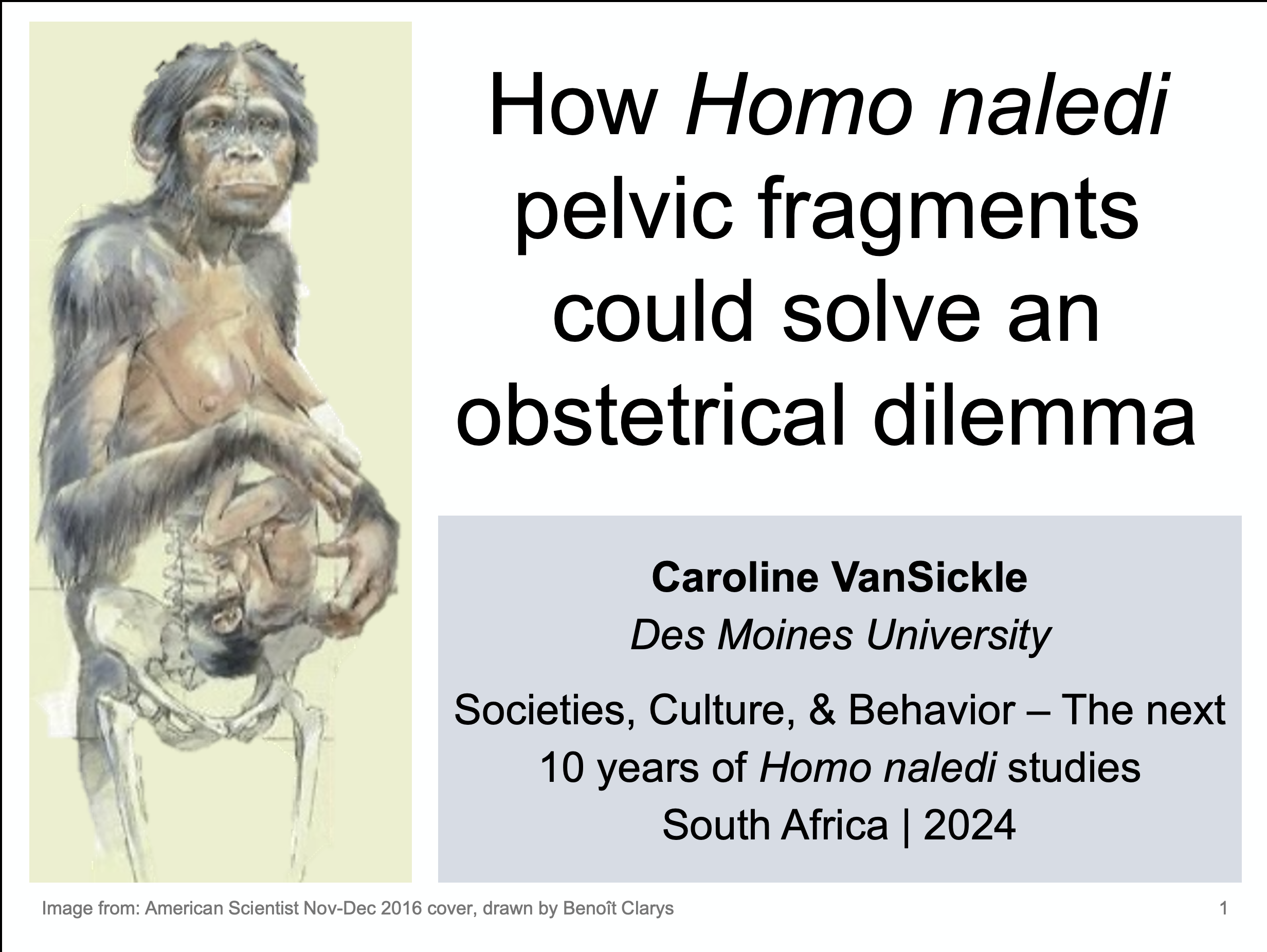 Screenshot of PowerPoint slide with an sketch of a pregnant Homo naledi and the title: How Homo naledi pelvic fragments could solve an obstetrical dilemma