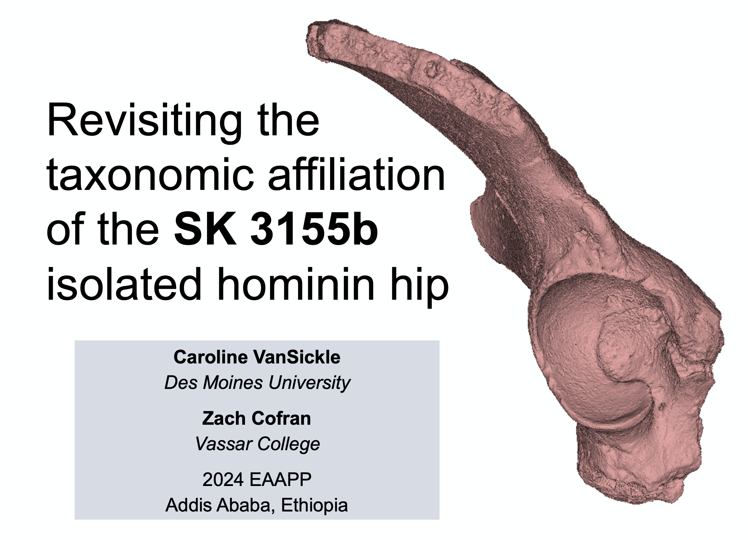 Screenshot of Powerpoint slide with a pink 3D model of a hominin hip bone and the title: Revisiting the taxonomic affiliation of the SK 3155b isolated hominin hip