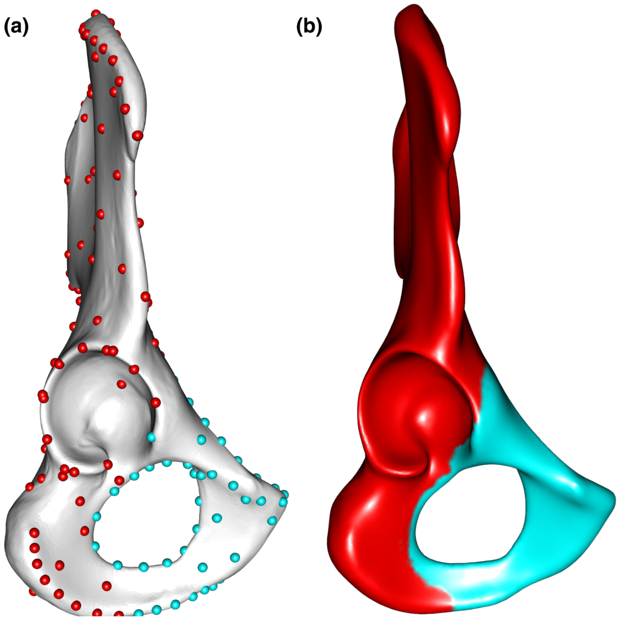 Figure from the manuscript showing a hipbone representing the mean shape of the human and chimpanzee sample. On the left are the landmarks and semi landmarks used in the study; on the right are the regions the hipbone is divided in. For both, red represents the known anatomy and teal represents the anatomy to be predicted.