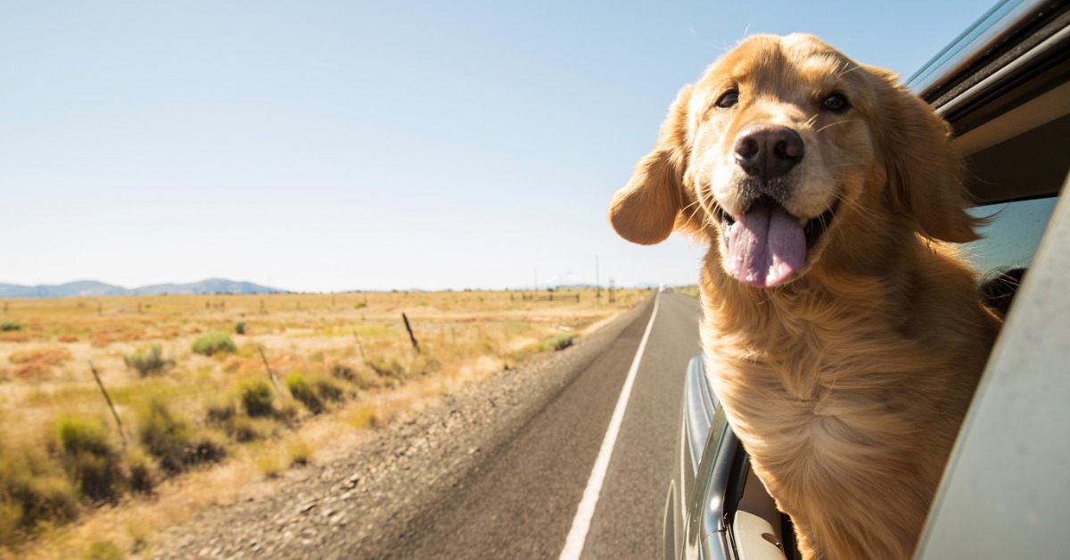 A golden retriever sticks its head out of a car window on a sunny day. The car drives on a long, empty road.