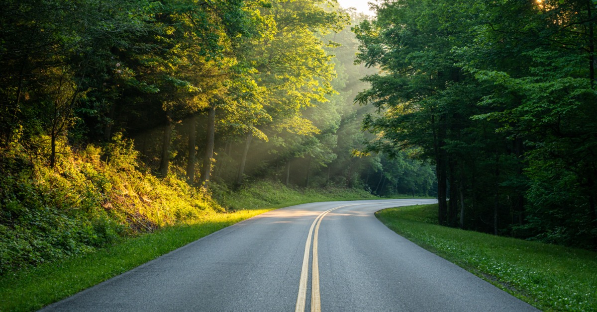 Sunlight shining on a road that bends around a corner in an area surrounded by large trees with bright green leaves.