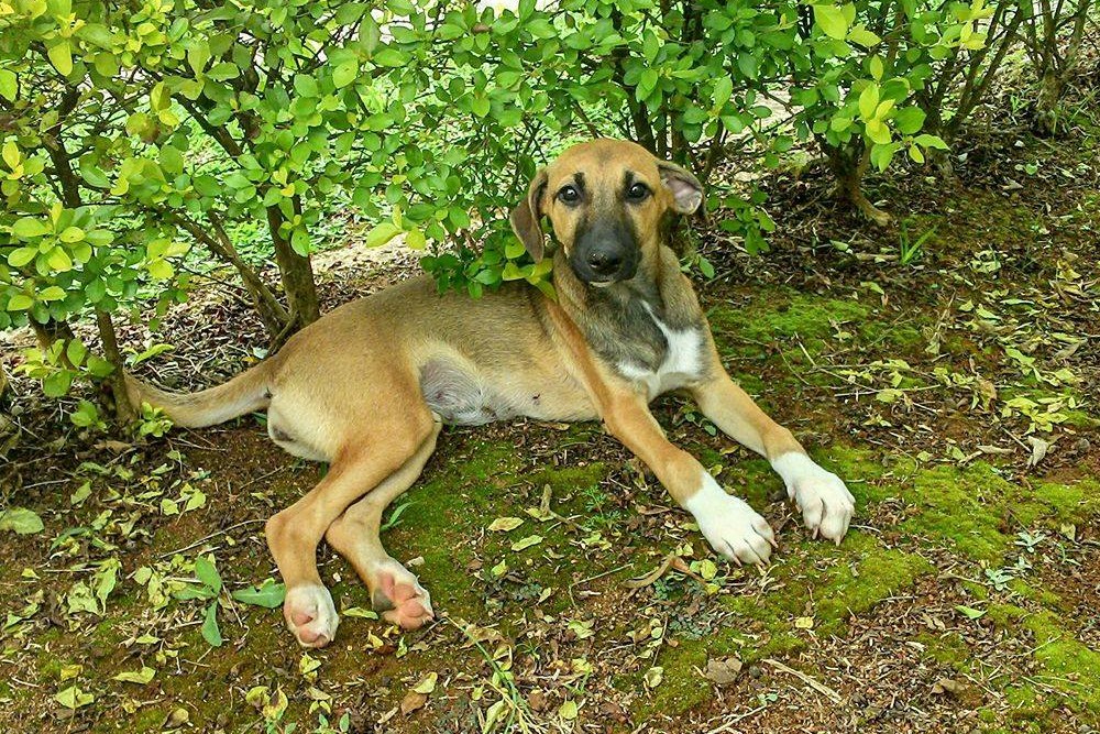 Falta de tempo desestimula adoções de cães, afirma Zoonoses de SP
