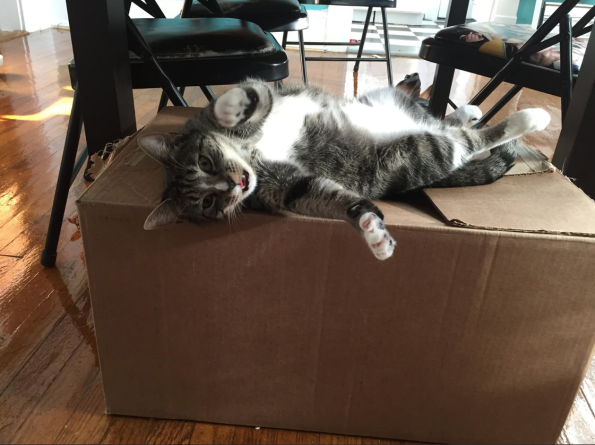 roadie delivers pets