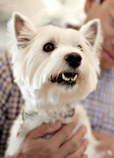 How Casper Was Saved from the Shelter