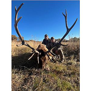 Bull Elk Hunt New Mexico on Call