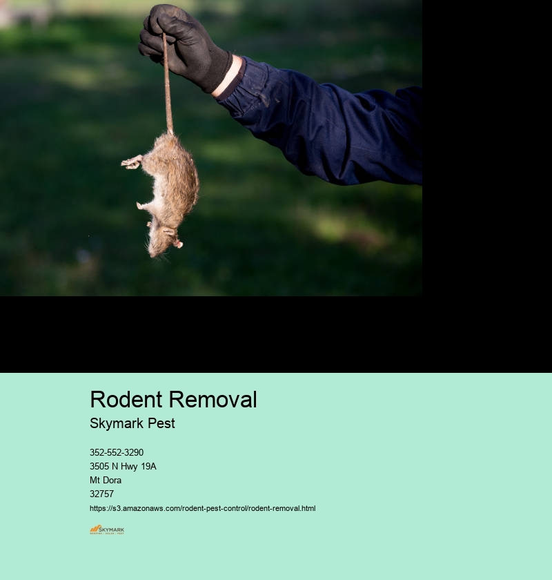 Rodent Pest Control