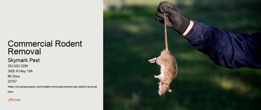Commercial Rodent Removal