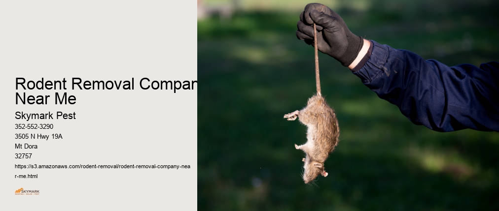 Rodent Removal Company Near Me