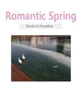 Romantic Spring: Ducks in Paradise by Esther Kim