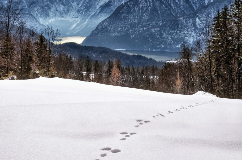 Footprints: How Jesus Uses Youth to Carry Us from Division to Unity (an Interview with Isaiah Brooms)