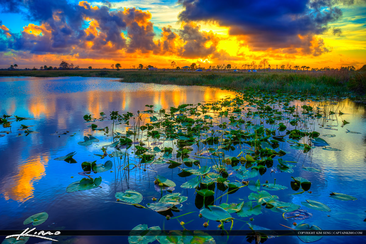 Sunset Pine Glades Florida Wetlands Royal Stock Photo