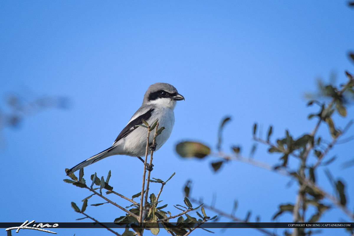 Bird Perches In Field Gif