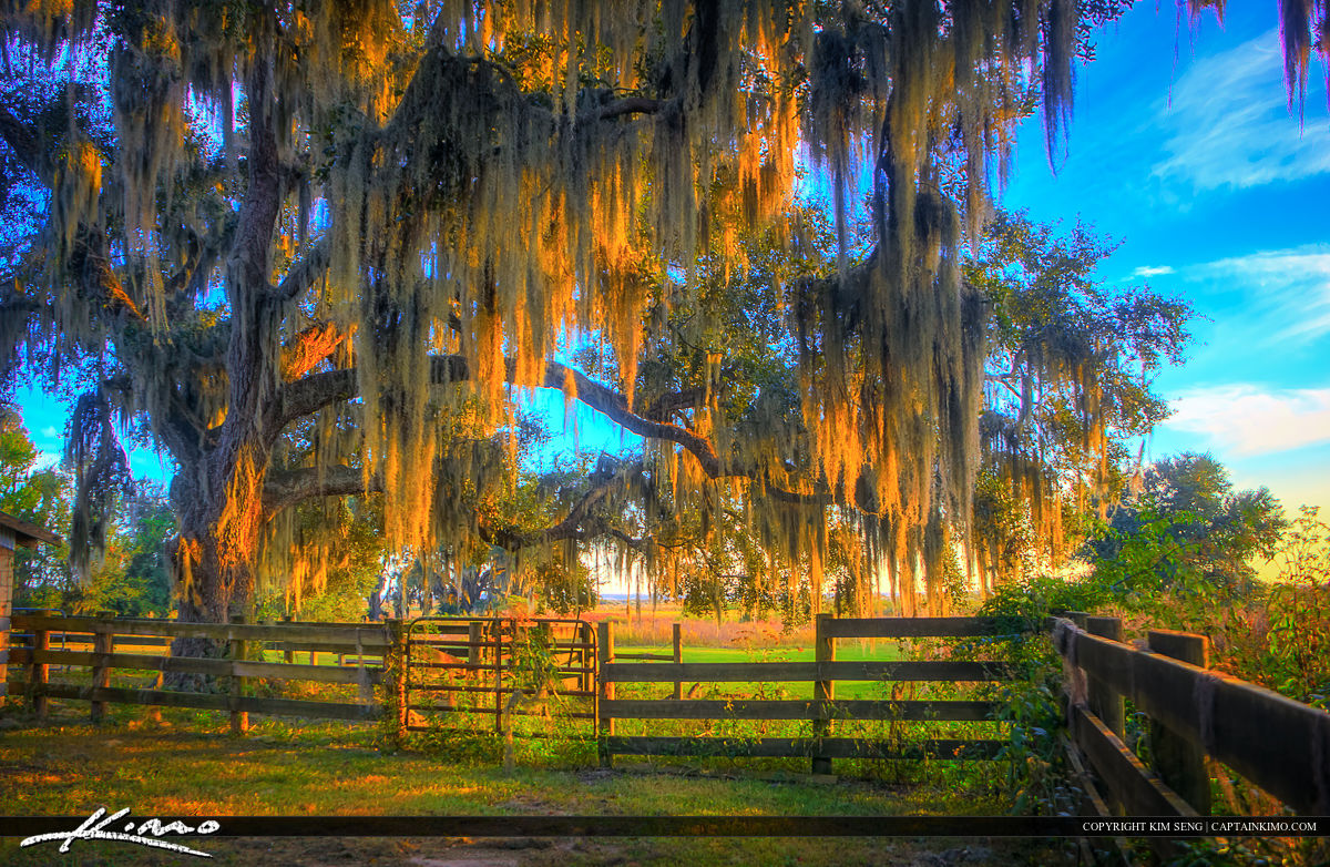 spanish moss Product Tags Royal Stock Photo