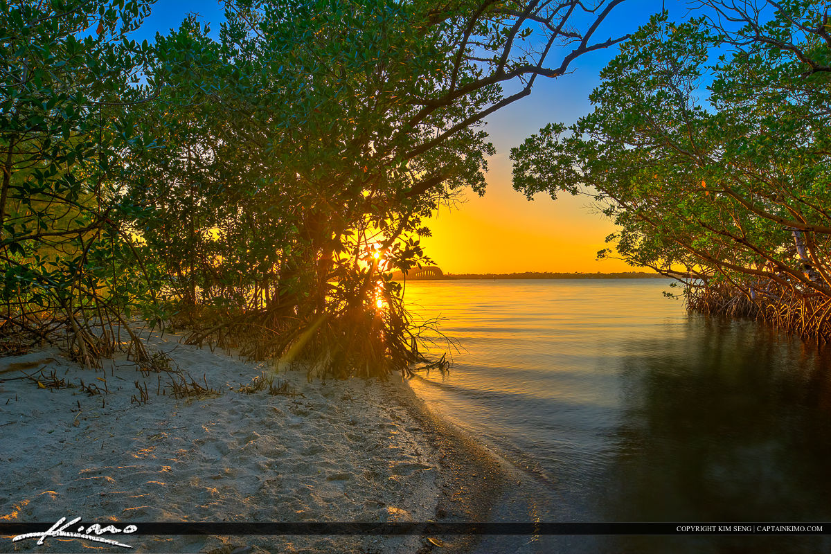 Jensen Beach Florida Sunset Mangrove Canopy Royal Stock Photo