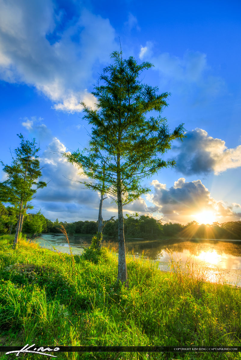Cypress Tree at Lake in Riverbend Florida Royal Stock Photo