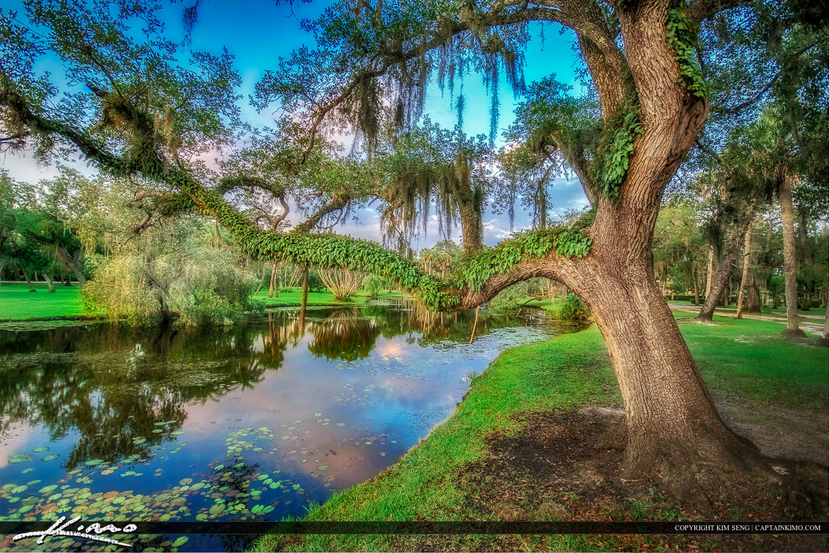 Oak Tree with Spanish Moss and Fern White City Park Fort Pierce Royal Stock Photo