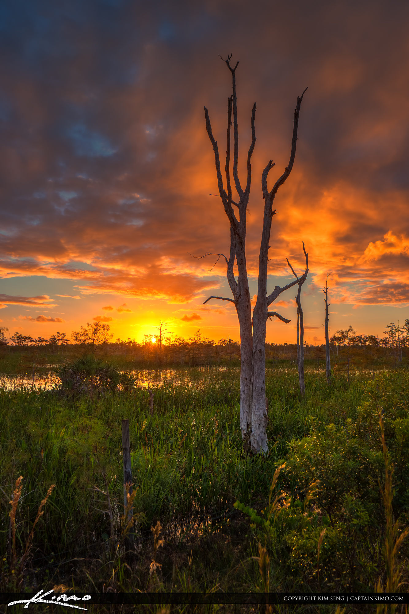 Sunrise Sandhill Crane Park Wetlands Natural Area Royal Stock Photo