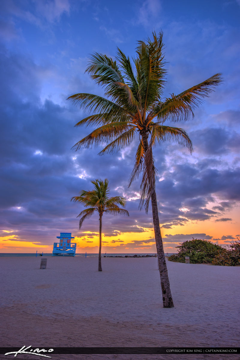 Haulover Park Florida Coconut Tree at Sunrise Royal Stock Photo