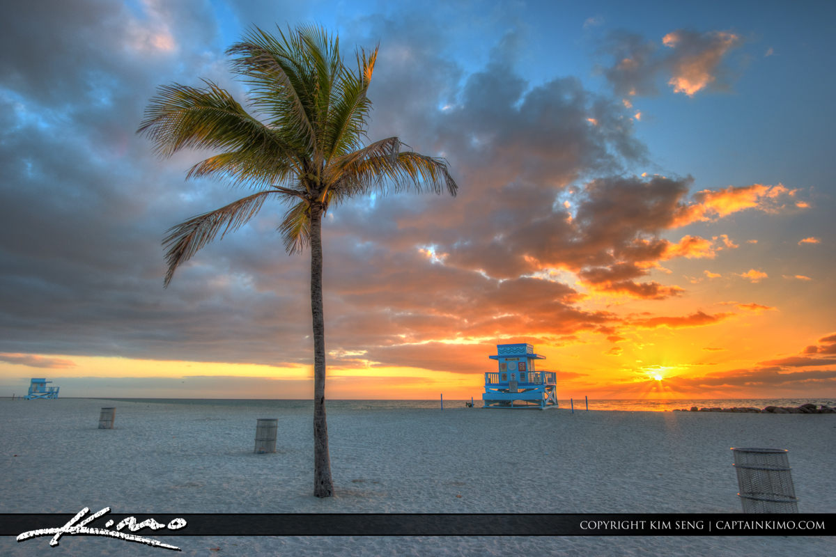 Haulover Park Florida Coconut Tree during Sunrise Royal Stock Photo