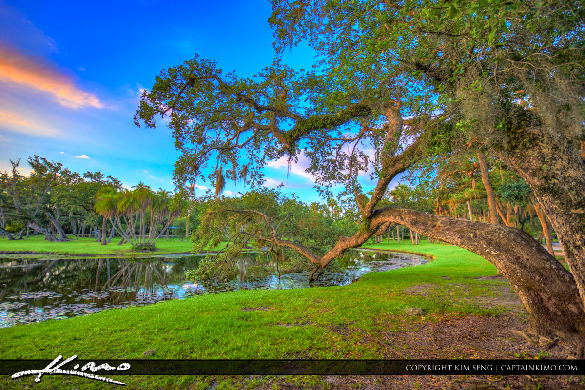 Fort Pierce White City Park Beautiful Oak Tree Over Pond Royal Stock