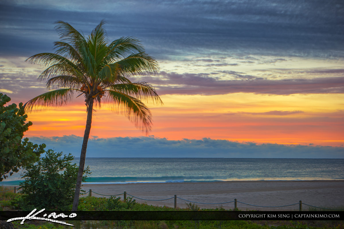 Pompano Beach Pier Coconut Trees by Pier Royal Stock Photo