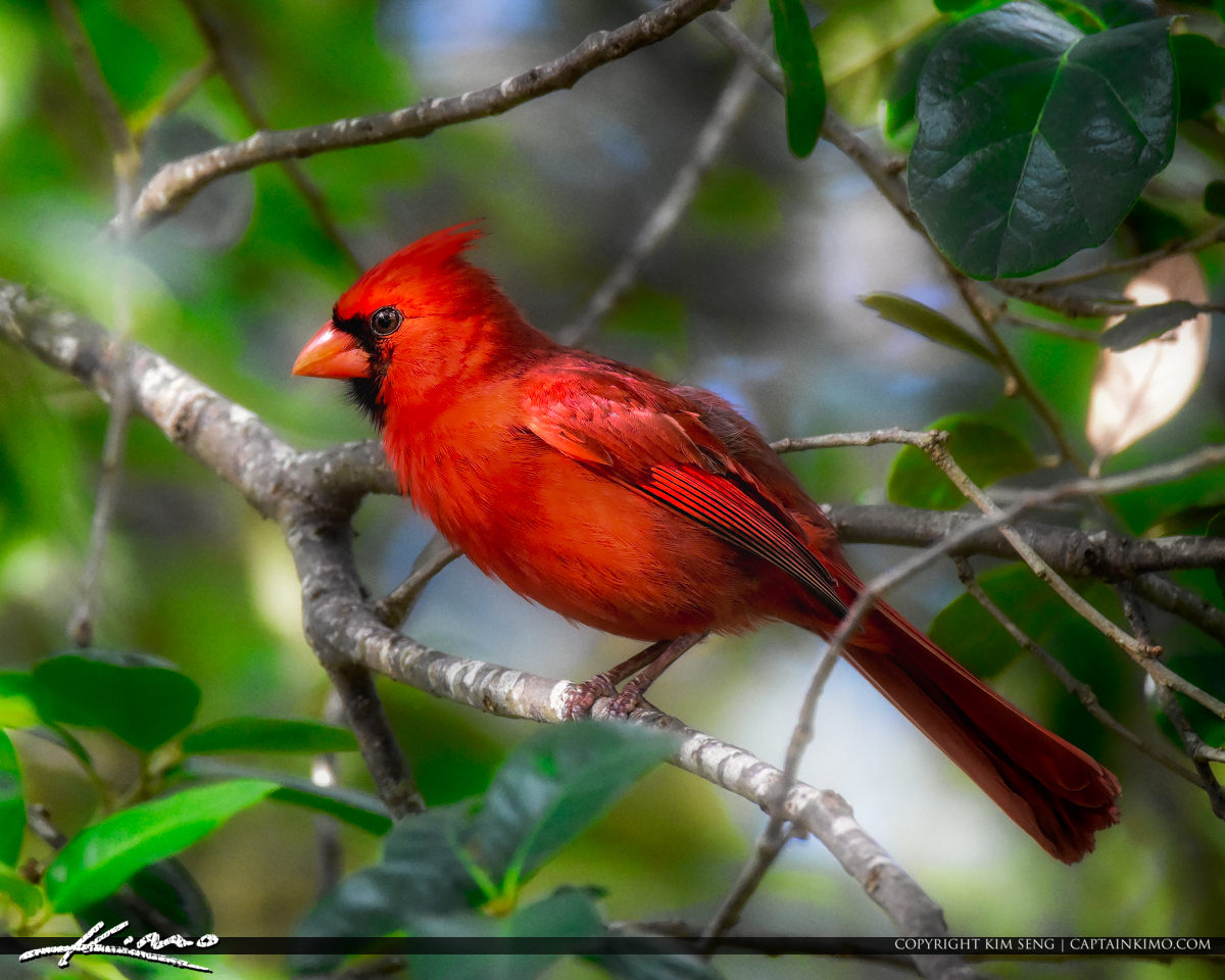 Red Cardinal Green Cay Nature Preserve Boynton Beach Royal Stock Photo