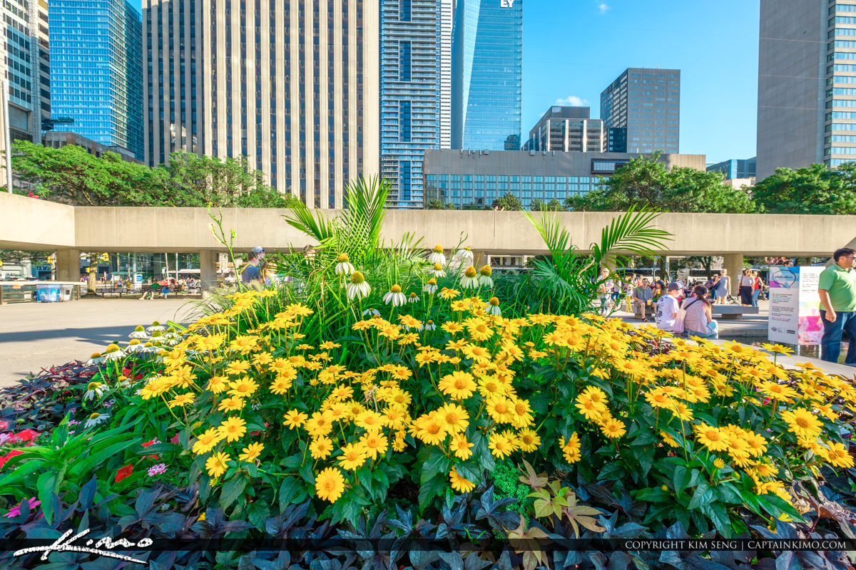 Toronto Canada Ontario Flowers at Downtown Area Royal Stock Photo