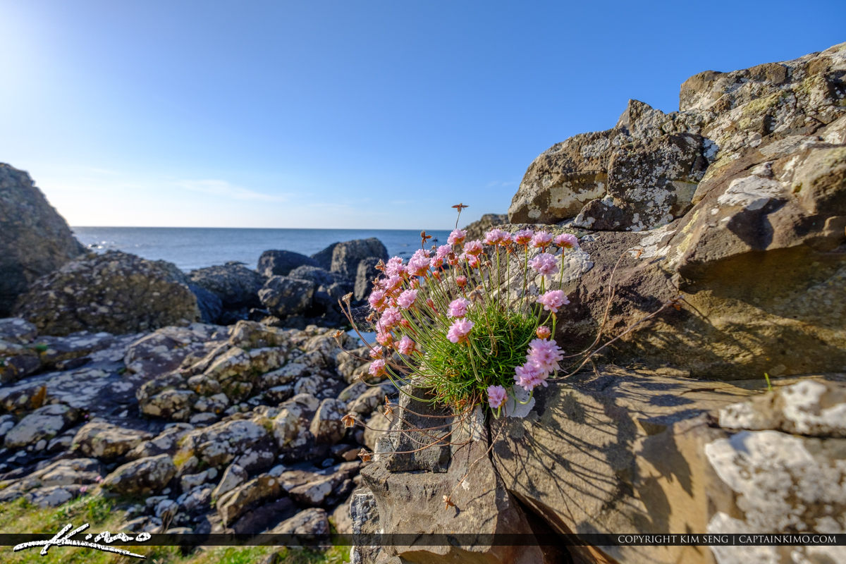 Pink Flowers on Rock Giants Causeway Bushmills Northern Ireland Royal