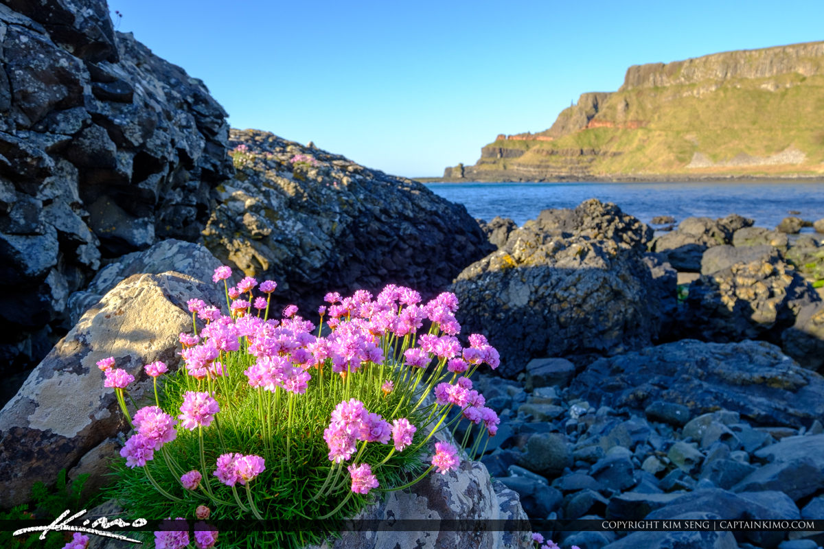 National Flower Of Northern Ireland