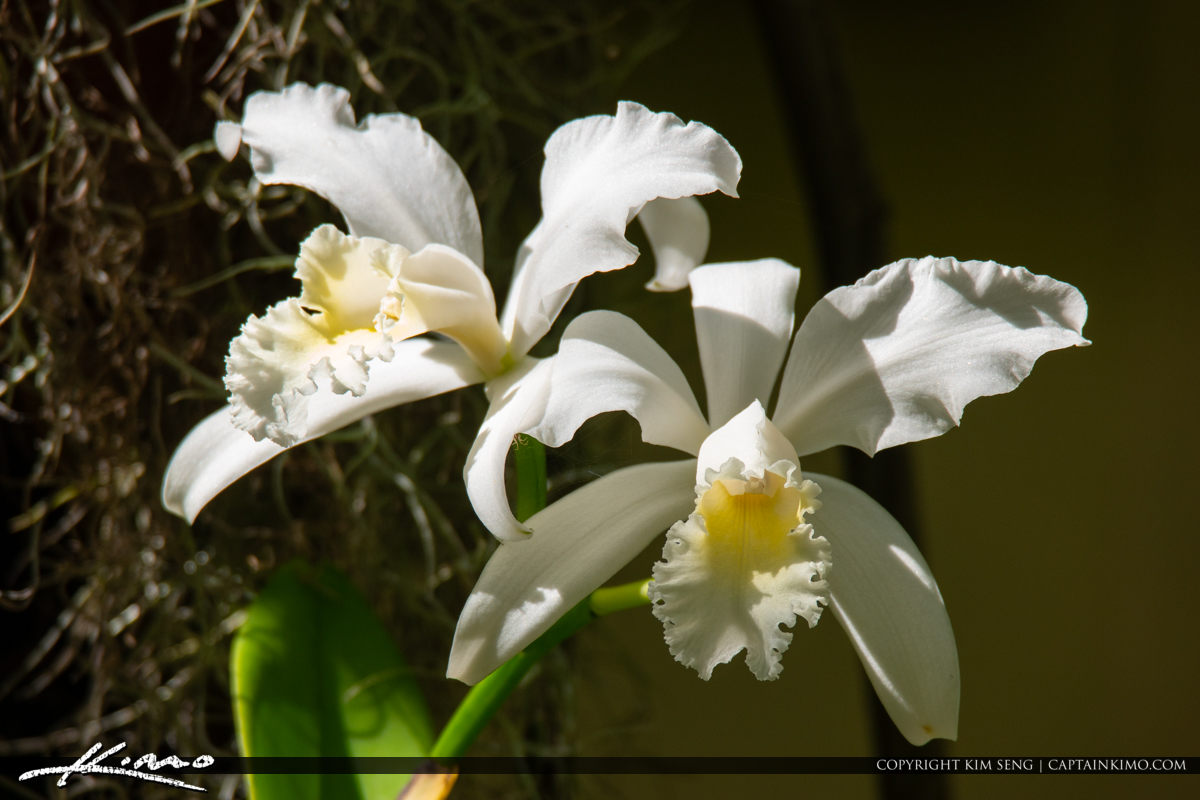 White Orchid Flower McKee Botanical Garden Vero Beach Florida Royal