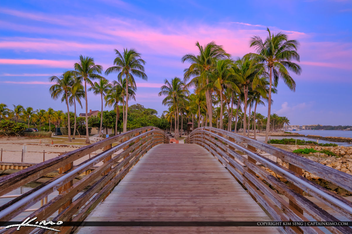 Coconut Trees at Bridge Jupiter Inlet Florida Dubois Park Royal Stock