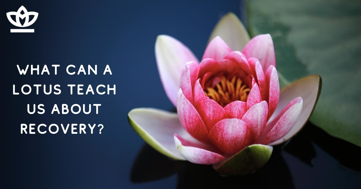 Lotus 3 things the lotus teaches us about recovery