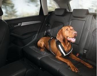audi dog harness