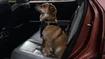 Kurgo Enhanced Strength Tru-Fit Small Dog Car