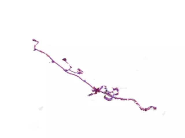 HL3Z-13A576-A - Wiring Assembly - Eastgate Ford Parts