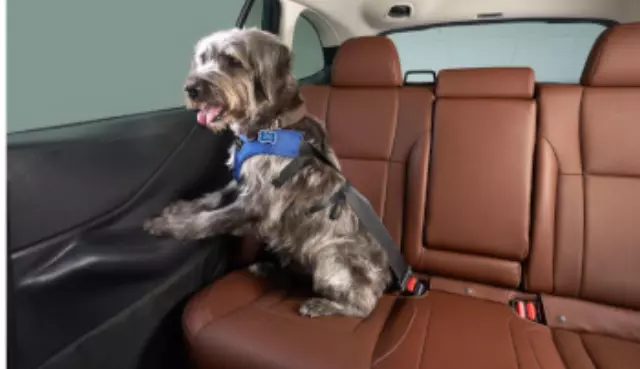 Pet Rear Door Protector