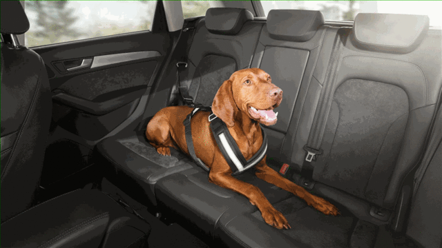 Dog Harness - Medium